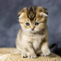 گربه اسکاتیش بلک گلد چینچیلا 14تومن