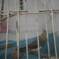 چهار عدد عروس هلندی سخنگو و بانمک|پرنده|مشهد, شهید احمدی روشن|دیوار