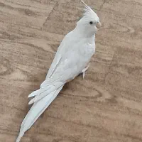 عروس هلندی آلبینو نروماده