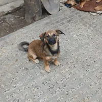 واگذاری اشپیتز|سگ|گرگان, |دیوار