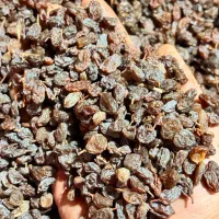 کشمش تاکستان|خوردنی و آشامیدنی|تاکستان, |دیوار