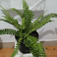 گلهای آپارتمانی و کاکتوس|گل و گیاه طبیعی|تالش, طولارود|دیوار