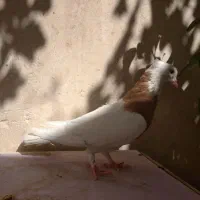 کفتر طوق زرد