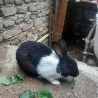 خرگوش خوبه ماده