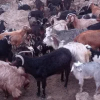 بز و بزغاله 100راس