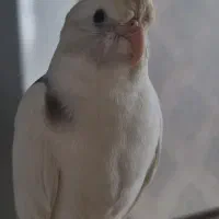 گمشده