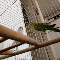 یک جفت مرغ عشق|پرنده|نیشابور, چمبران|دیوار