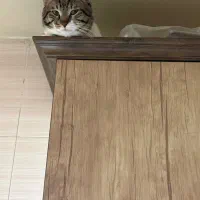 واگذاری گربه میکس پرشین و دی اس اج