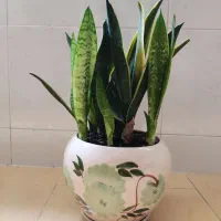 سانسوریا سبز و کرواتی ابلق با گلدان