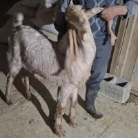 بزغاله پاکستانی اصلی