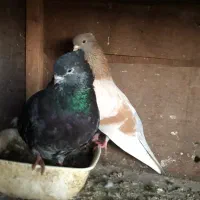 کبوتر نمایشی زیبا|پرنده|قائمشهر, |دیوار