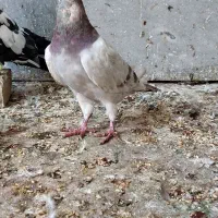 کبوتر دورگ نر مست مست|پرنده|اهواز, اسلام آباد شرقی|دیوار