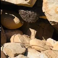 عسل کوهی