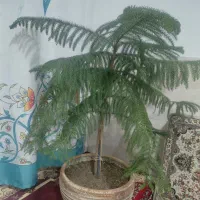 فروش تعدادی گل طبیعی|گل و گیاه طبیعی|شیراز, شهرک گلها|دیوار