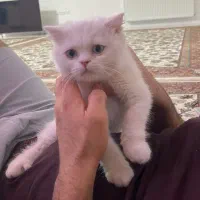 گربه|گربه|کرمانشاه, |دیوار