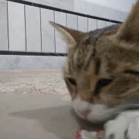 واگذاری گربه|گربه|زاهدان, |دیوار