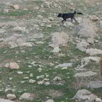 سگ گمشده|حیوانات|سرپل ذهاب, |دیوار