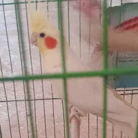عروس هلندی نر