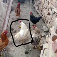خروس گلین