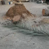 قطع درختان مزاحم درمنطقه ایسین تازیان بندرعباس و..