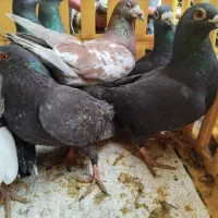 کبوتر افغان|حراج|میانه, |دیوار