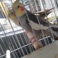 دوعدد عروس هلندی