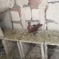 الابوغازنر تاگوز|پرنده|اردبیل, |دیوار