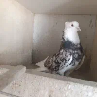 کبوتر