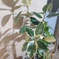 فروش انواع گلهای زینتی واپارتمانی|گل و گیاه طبیعی|اندیمشک, |دیوار