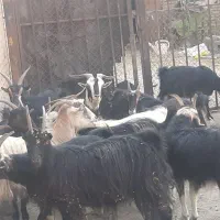 شانزده راس بز ابستن مایه کرده میش بزغاله|حیوانات مزرعه|خاوران, |دیوار