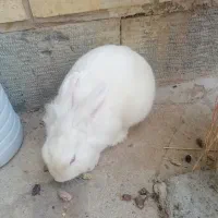 خرگوش|موش و خرگوش|شهرضا, |دیوار