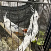 عروس هلندی البینو دو کت|پرنده|درگز, |دیوار