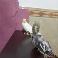 سرگرمی و فراقت|پرنده|آشخانه, |دیوار