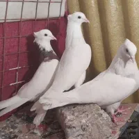 جفت طوقی با جوانه|پرنده|سرپل ذهاب, |دیوار