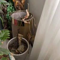 چند عدد گلدان های کوچیک و بزرک (سرامیکی )