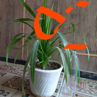 فروش ۳ عدد گلدان با گل سرحال|گل و گیاه طبیعی|شیراز, صاحب الزمان|دیوار