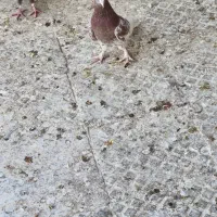 کبوتر|پرنده|خرمشهر, |دیوار