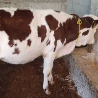 گوساله|حیوانات مزرعه|گنبد کاووس, |دیوار