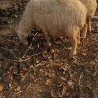 گوسفند نژاد دار شال و هترو و شیرازی و چینی اصل