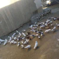 100عدد کبوتر|پرنده|زاغه, |دیوار