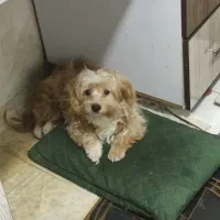 سگ نژاددارپاکوتاه