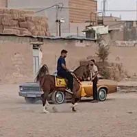 Aکشش اسب اصیل کرد.|اسب و تجهیزات اسب‌سواری|اصفهان, بابوکان|دیوار