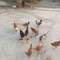 فروش مرغ وجوجه|حیوانات مزرعه|لیکک, |دیوار