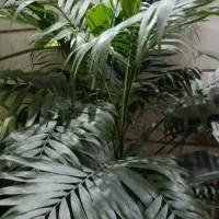 گلهای خانگی|گل و گیاه طبیعی|شیراز, شهرک والفجر|دیوار