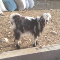 فروش بیگ ماده