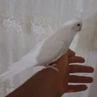 عروس هلندی آلبینو