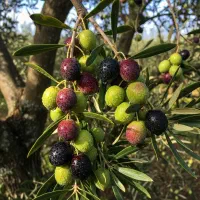 مرکز تخصصی عرضه ن.ـهـال ز.یــتــو.ن پربار