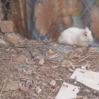 خرگوش پشمالو دونه