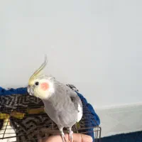 عروس هلندی|پرنده|گرگان, |دیوار