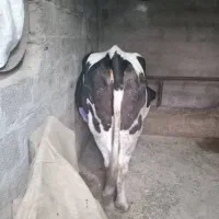 گاو آبستن گاو شیری|حیوانات مزرعه|نشتارود, |دیوار